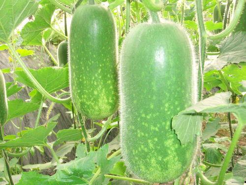 正能量网红吃瓜图片,正能量网红带你感受生活甜蜜滋味